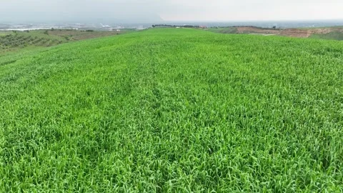 View of green wheat field from drone Stock-Footage 270422423