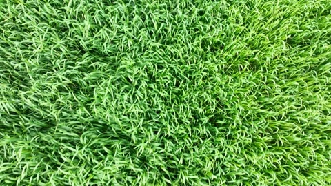 View of green wheat field from drone Stockbeeldmateriaal 270422433