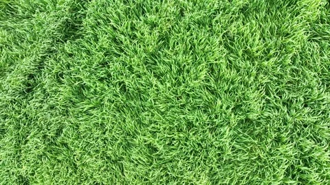 View of green wheat field from drone Stock Footage 270422486