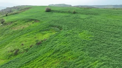 View of green wheat field from drone Stock Footage 270422506