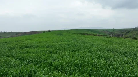 View of green wheat field from drone Stock Footage 270422520