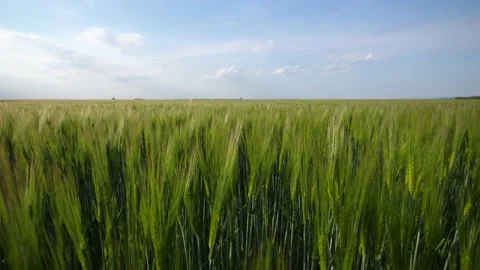 View Of A Green Wheat Field. Video stock 148548153
