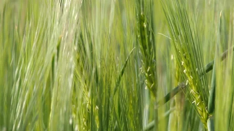 View Of A Green Wheat Field. Stock Footage 148548536