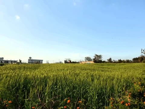 View of greenery fields Stock Photos