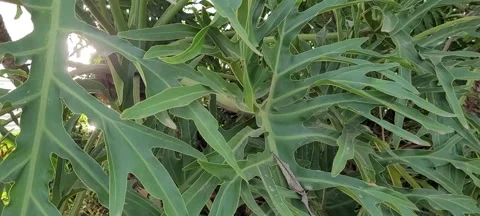 View of greenery in park outdoors Stock Footage 201532172