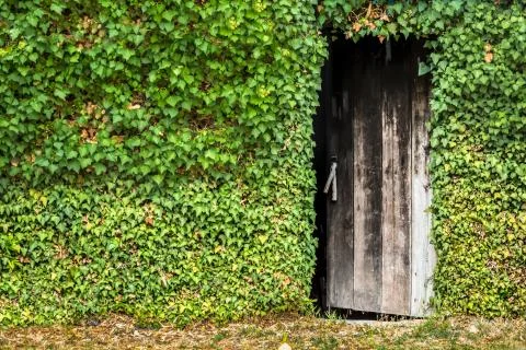 View of greenery wall with rustic wooden entrance door Foto stock