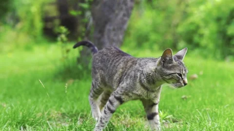 View of Grey Tabby Cat Walking Across Green Lawn Stock Footage 339645579