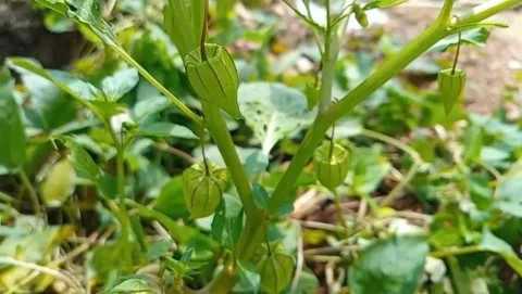 View of ground cherry fruit grows naturally on slender stems. Stockbeeldmateriaal 330093734
