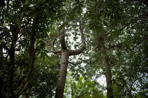 View from the Ground Up in a Dense Forest Canopy Stock Photos