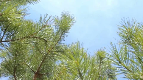 View from ground: fir tree branches background blue sky clouds Stock Footage 75364895