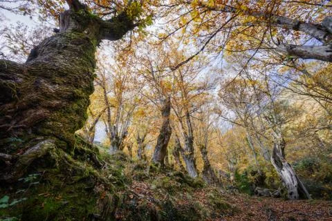 View from the ground of a forest of chestnut trees Stock Photos