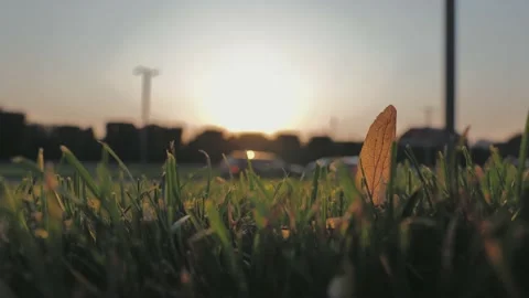 View from the ground on the green grass with a blurred city road with traffic on Stock Footage 201250628
