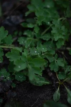 View on ground with green plants Stock Photos