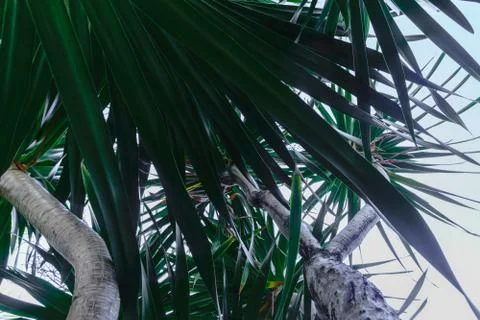 Up view from the ground of grey palm tree trunk and green leaves Stock Photos