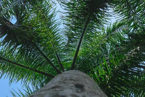 Up view from the ground of grey palm tree trunk and green leaves in blue sky Stock Photos