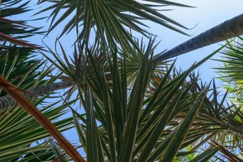 Up view from the ground of grey palm trees trunk and green leaves in blue sky Stock Photos