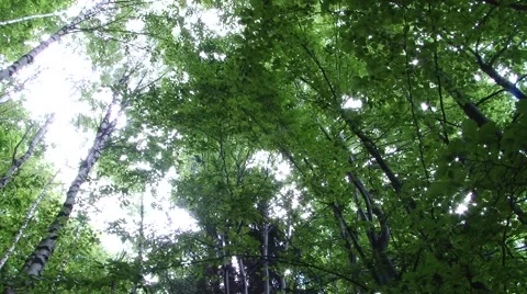 View from Ground of High Trees in Forest Stock Footage 46128788