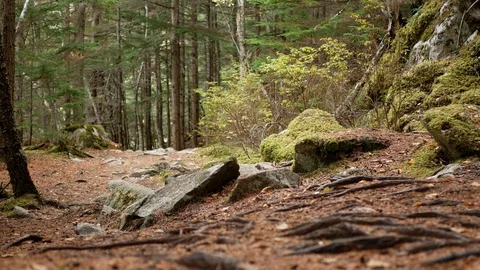 View from the ground of leaves falling from trees in a forest in Alaska. Stock-Footage 122013558