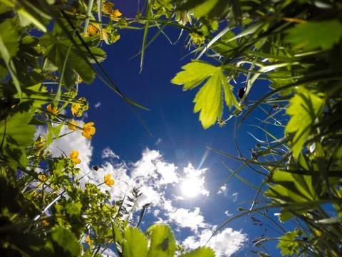 View from ground level of a meadow Stock Photos