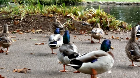 View from the ground of many duck walking around near a lake Stock-Footage 121408562