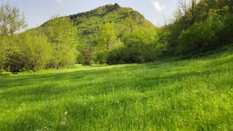 A view from the ground moving through a green meadow among trees. Stock Footage