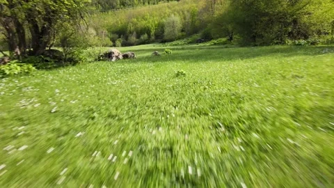 A view from the ground moving through a green meadow among woods. Stock-Footage 156431566