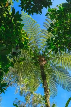 Up view from the ground of palm tree trunk and green leaves Stock Photos