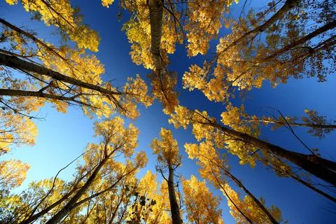 View from the ground of a poplar tree Stock Photos