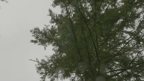 View from ground of rain falling from tree top of leafy tree on cloudy day Stock Footage 211880854