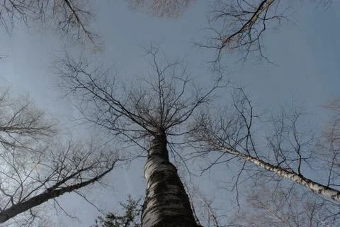 View from the ground to the sky through tree branches. blue sky and white clo Stock-Fotos