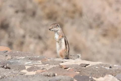 View on a ground squirrel with blurred background Stock Photos