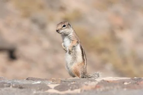 View on a ground squirrel with blurred background Stock Photos