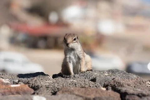 View on a ground squirrel with blurred background Stock Photos