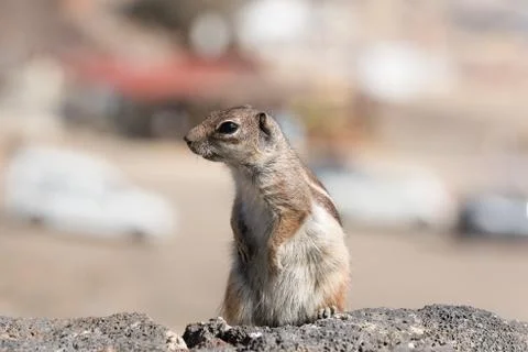 View on a ground squirrel with blurred background Stock Photos