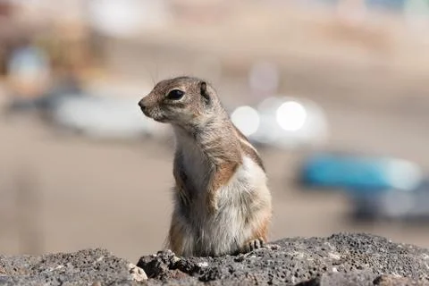 View on a ground squirrel with blurred background Stock Photos