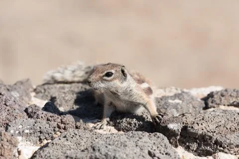 View on a ground squirrel with blurred background Stock Photos
