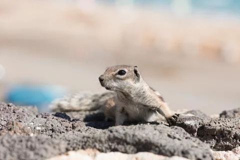 View on a ground squirrel with blurred background Stock Photos