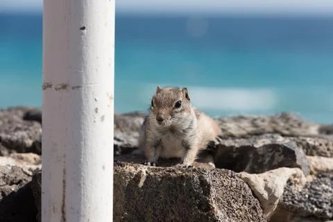 View on a ground squirrel with blurred background Stock Photos