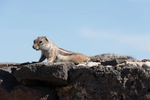 View on a ground squirrel with blurred background Stock Photos