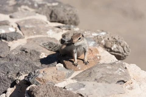 View on a ground squirrel with blurred background Stock Photos