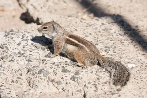 View on a ground squirrel with blurred background Stock Photos
