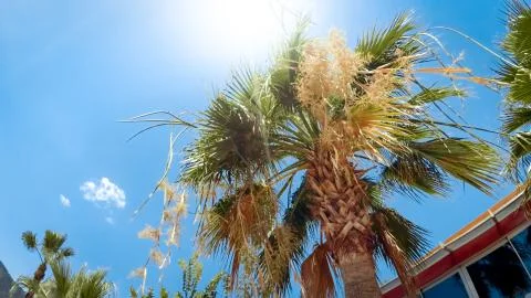 View from the ground on sun shining through green palm leaves at summer day Foto stock