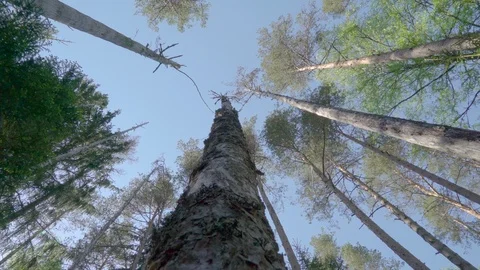 The view from the ground of the tall trees in the forest Stock Footage 93295387