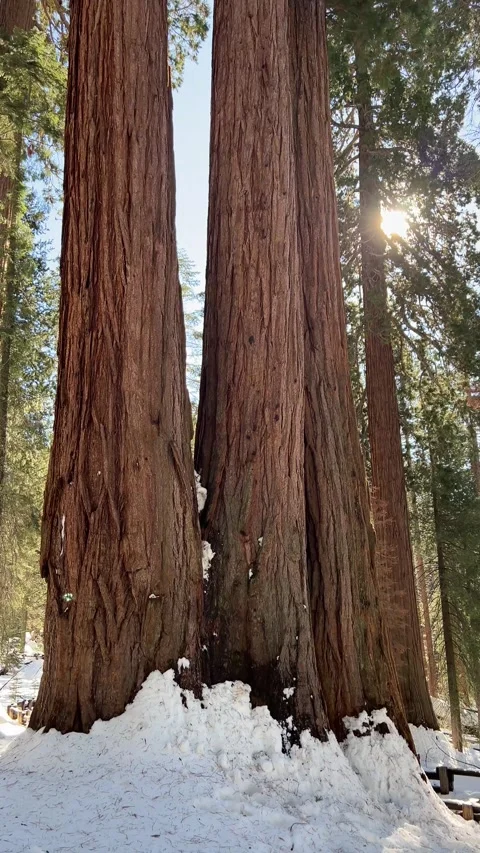 View from ground to top of the tall sequoia trees in winter, Sequoia Nation.. Stock Footage 286729108