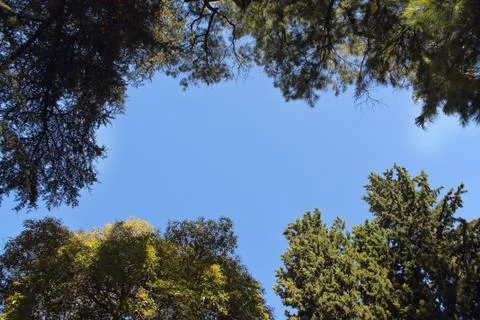 View from the ground of the top of the trees with sky Stock Photos