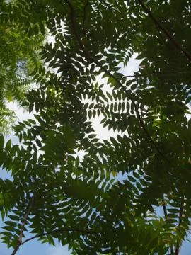 View from the ground up to the treetop Stock Photos