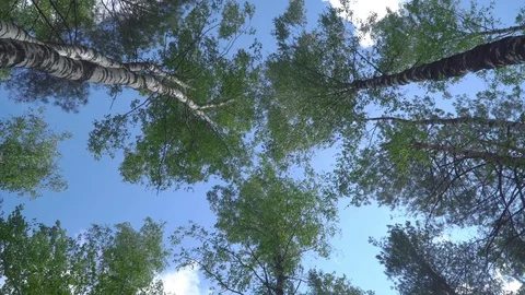 View from the ground to treetops Stock Footage 116913899
