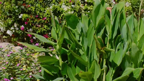 View of the grounds, swimming pool and blooming red flowers Video stock 240200144