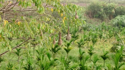 View of group of baya weaver bird nests hanging 库存影片 253282537