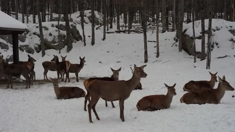 View of a group of deers in Quebec Stock Footage 147405462
